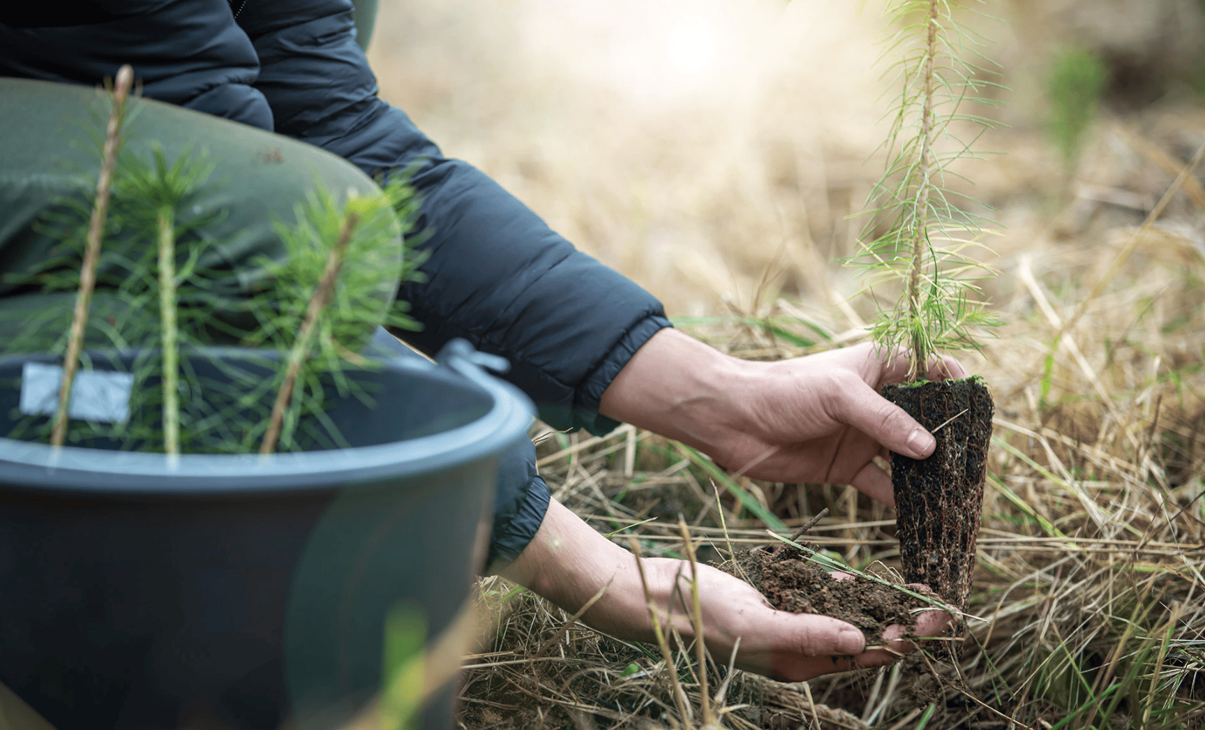 Aragón Plan Reforestación