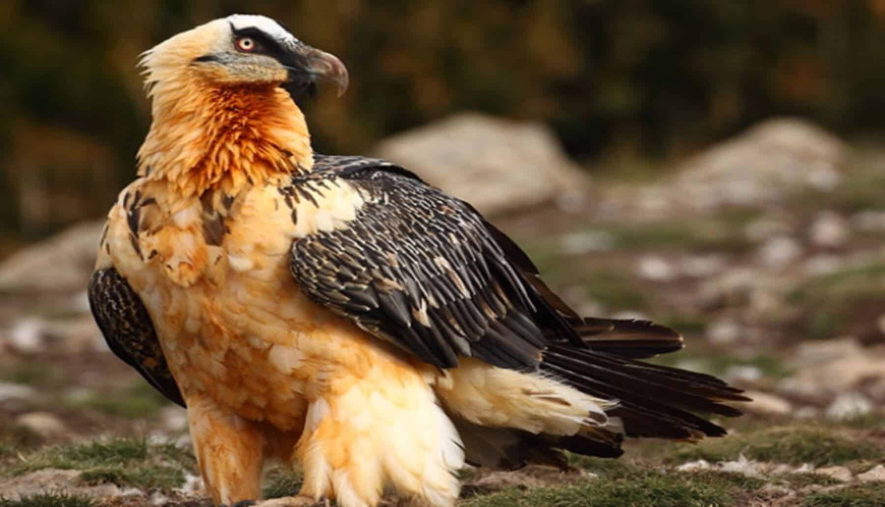 Arranca el programa de reintroducción del quebrantahuesos en Grazalema, donde desapareció a comienzos del XX