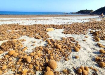 Baleares posidonia playas