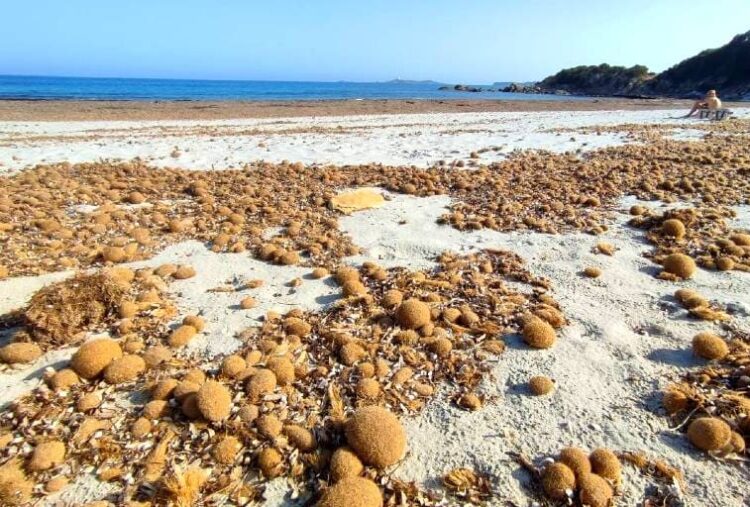 Baleares posidonia playas