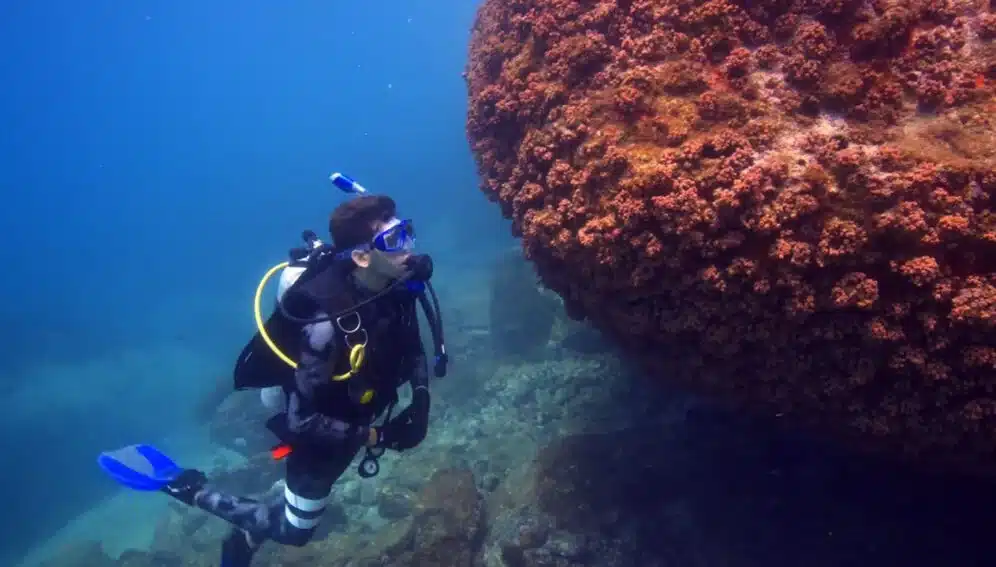 Brasil coral sol especie invasora