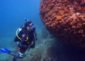Brasil coral sol especie invasora
