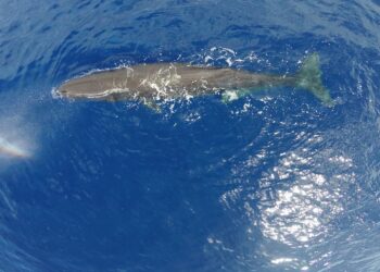 cachalotes canarias colisiones buques extincion