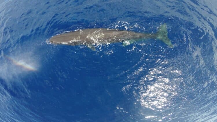 cachalotes canarias colisiones buques extincion