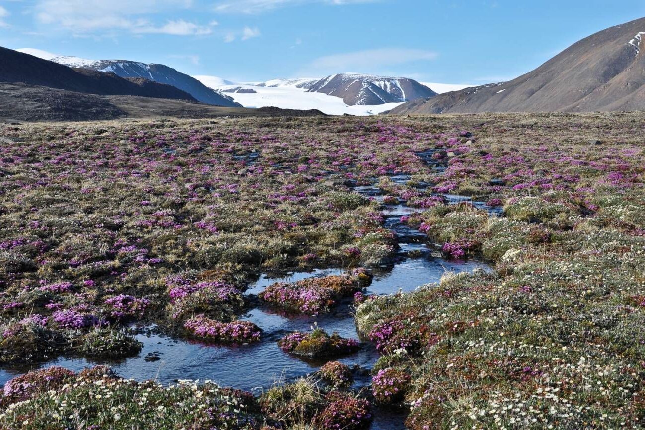 cambio climático plantas ártico
