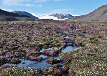 cambio climático plantas ártico