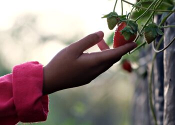 #PlantHealth4Life protección sanidad vegetal