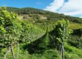 Cataluña cambio climático sector vitivinicola