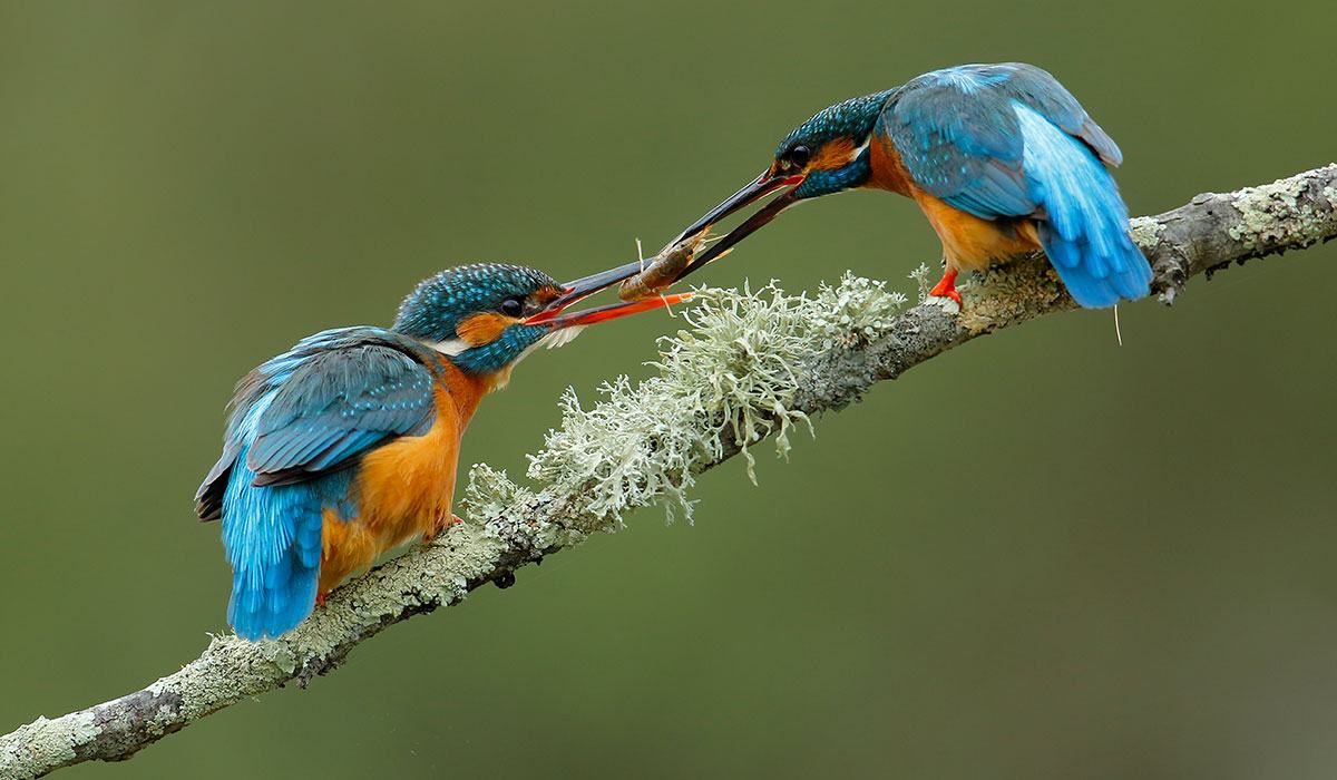 SEO/BirdLife Barcelona aniversario