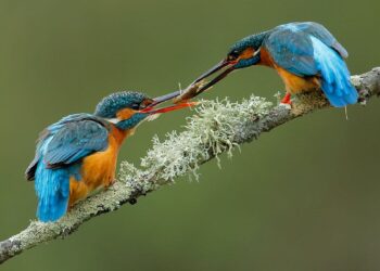 SEO/BirdLife Barcelona aniversario