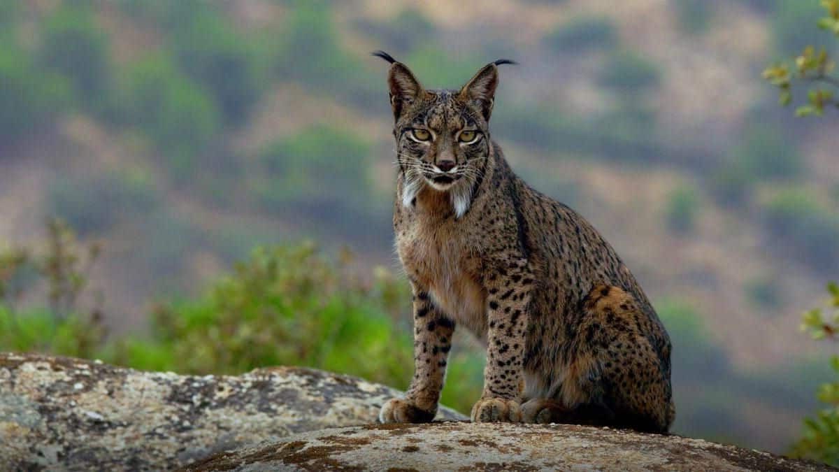 Doñana atropellado lince