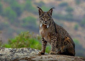 Doñana atropellado lince