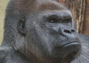 Cien años Virunga