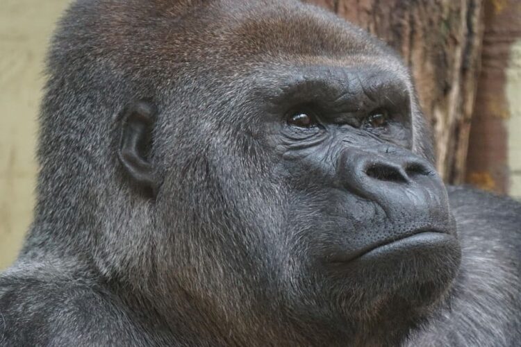 Cien años Virunga