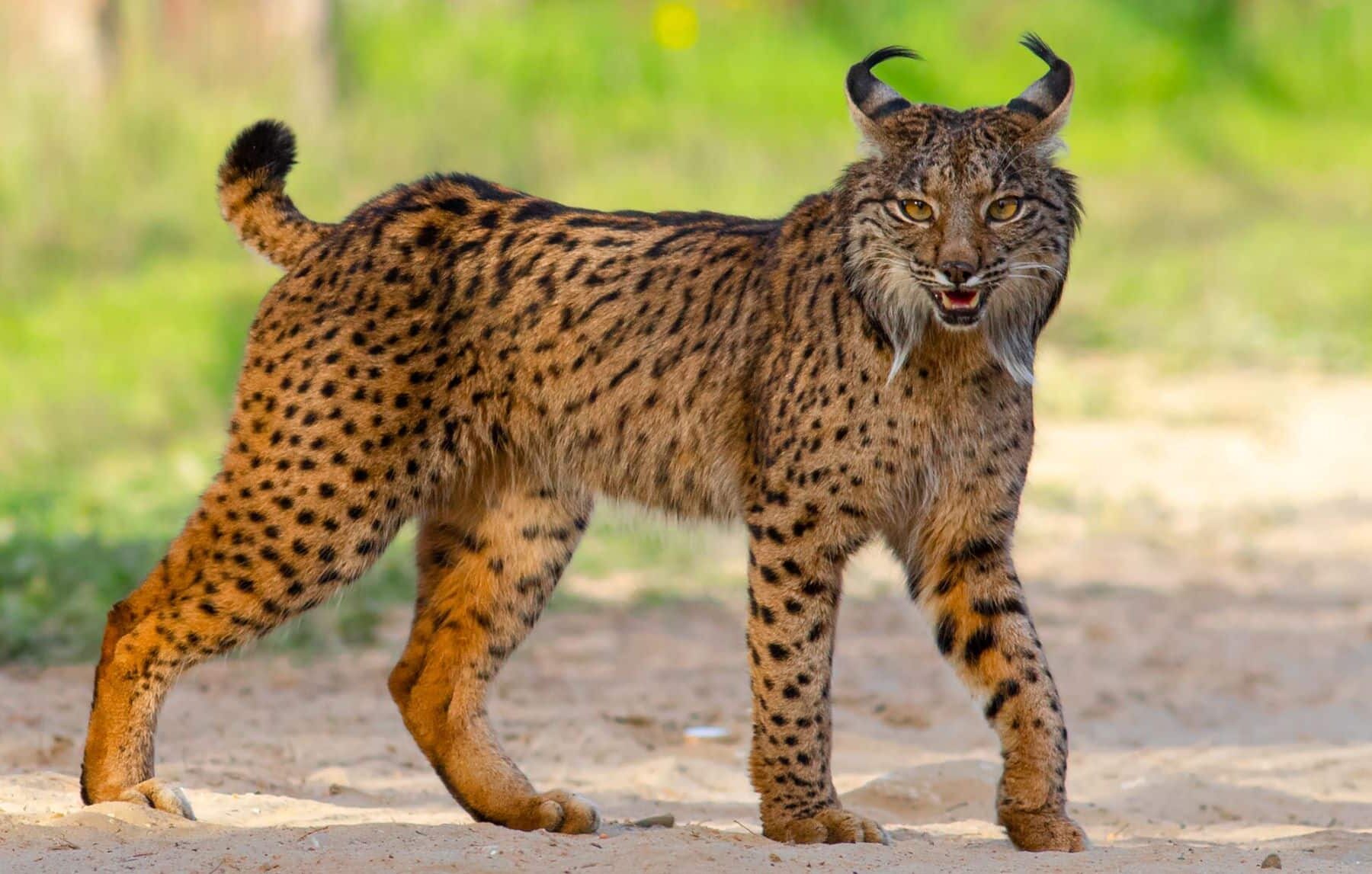 lince ibérico Pleistoceno