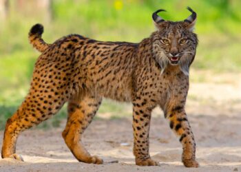 lince ibérico Pleistoceno