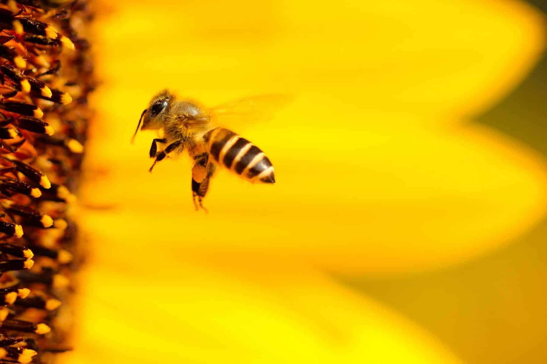 boliviano amigo defensor abejas