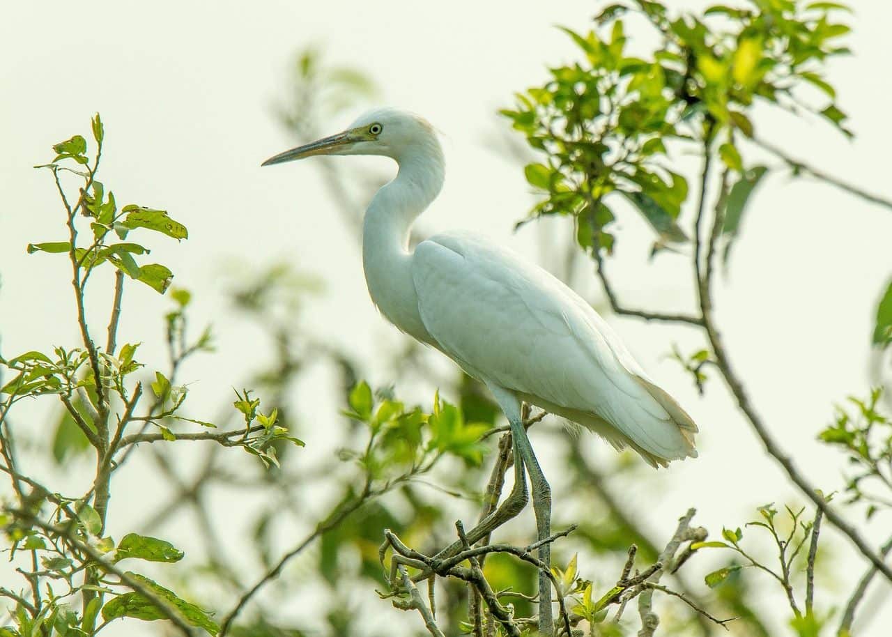 sincronía aves migratorias