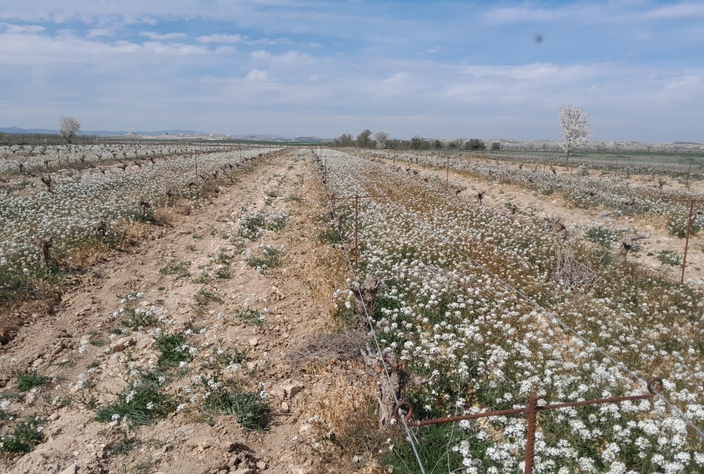 alimentos Secanos Vivos recuperar naturaleza