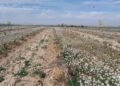 alimentos Secanos Vivos recuperar naturaleza