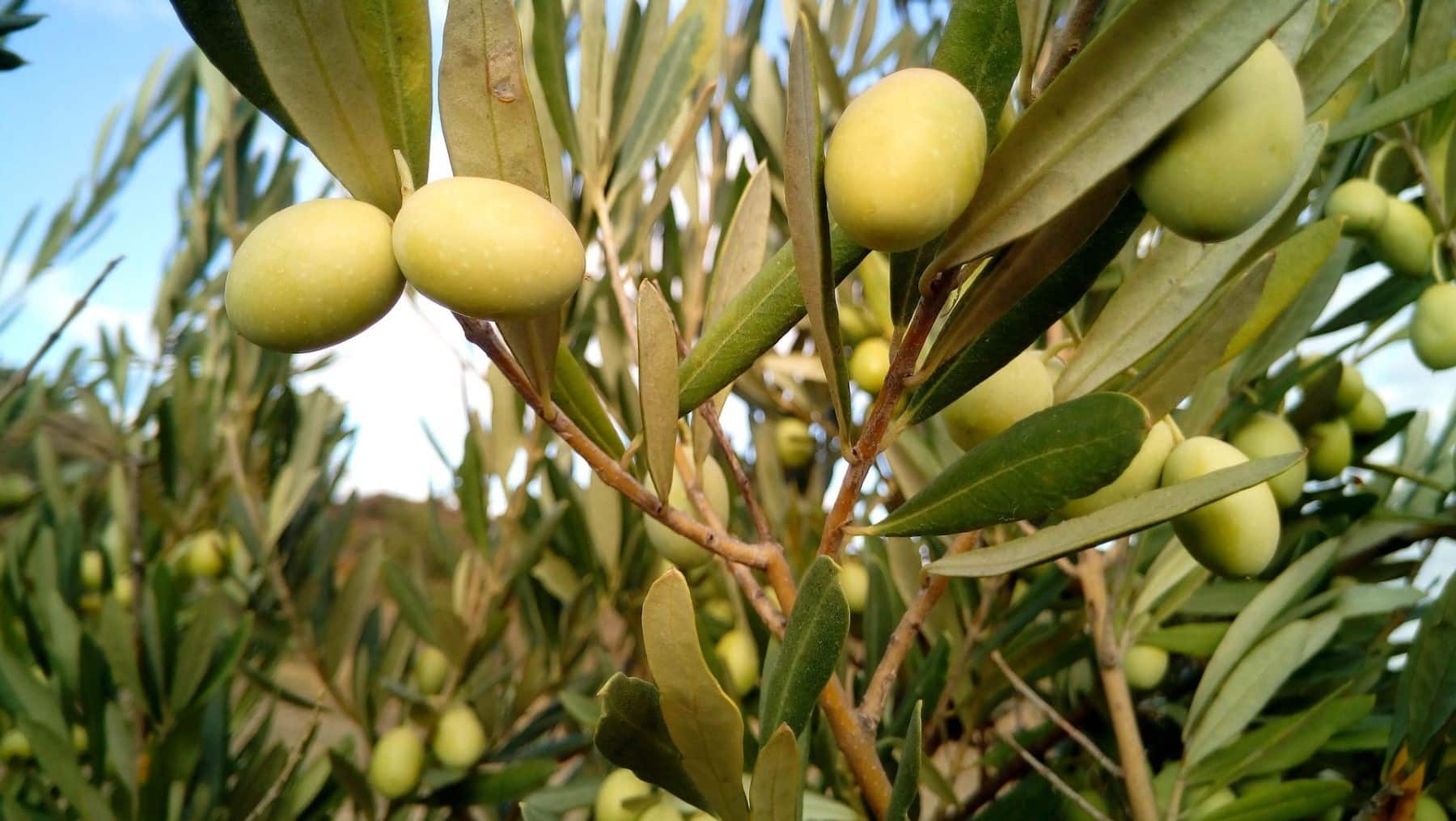 DOP Estepa olivares CO2 mercados voluntarios carbono