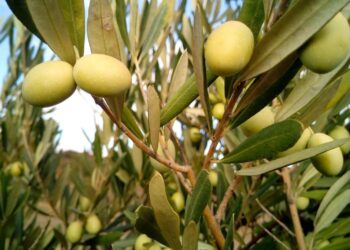 DOP Estepa olivares CO2 mercados voluntarios carbono