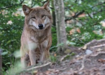 Denuncian la ley que convierte al ‘lobo’ en víctima del sistema agroindustrial y del negacionismo político