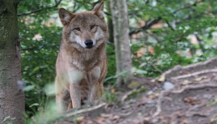 Denuncian la ley que convierte al ‘lobo’ en víctima del sistema agroindustrial y del negacionismo político