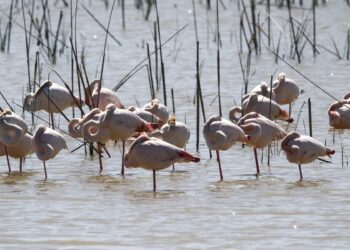 Día Internacional Diversidad Biológica 2025 biodiversidad Doñana