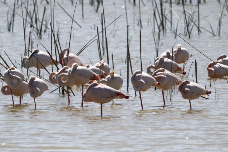 Día Internacional Diversidad Biológica 2025 biodiversidad Doñana