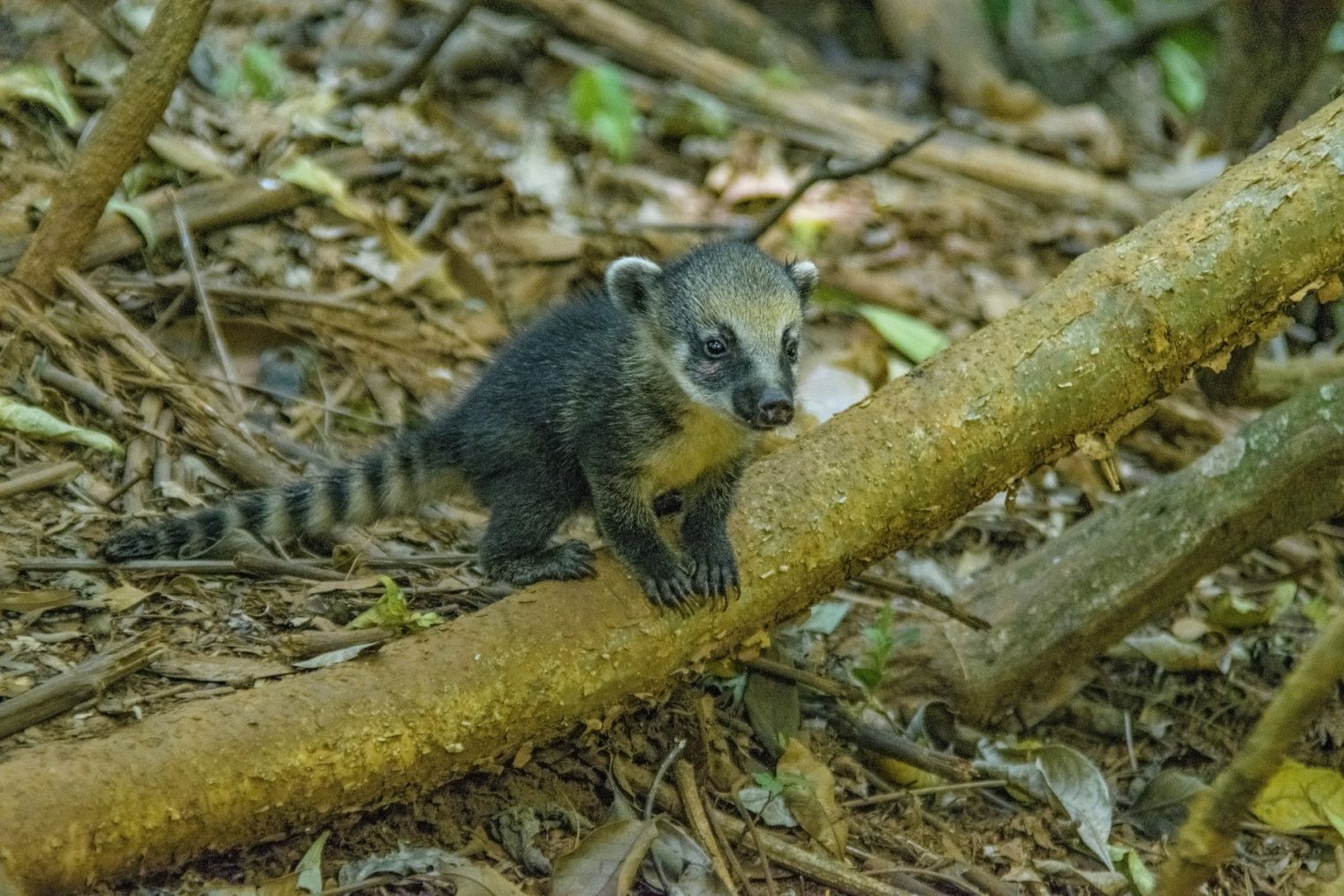 Día Internacional Diversidad Biológica 2025 bancos financian agresión biodiversidad