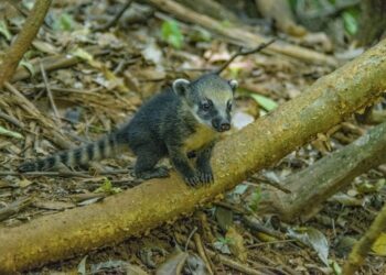 Día Internacional Diversidad Biológica 2025 bancos financian agresión biodiversidad