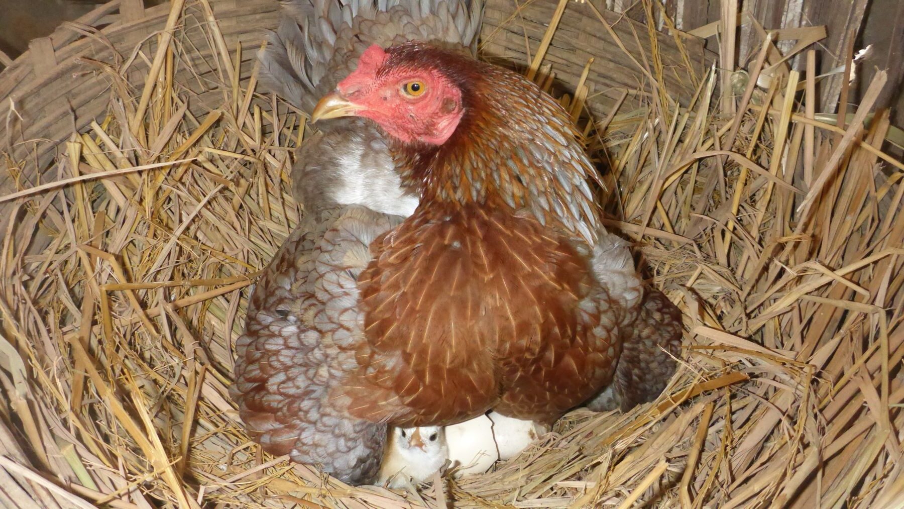 dia respeto gallinas