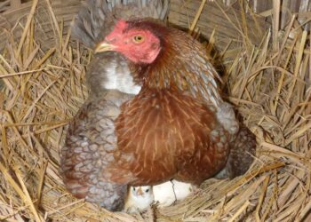 dia respeto gallinas