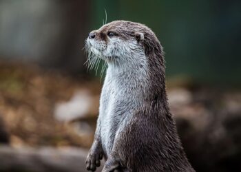 Día Mundial Nutria 2025