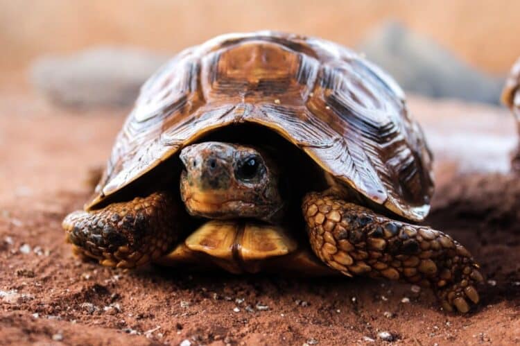Día Mundial Tortuga 2025