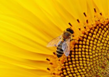 Día Mundial Abejas 2025