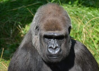 Día Mundial Especies Peligro Extinción 2025