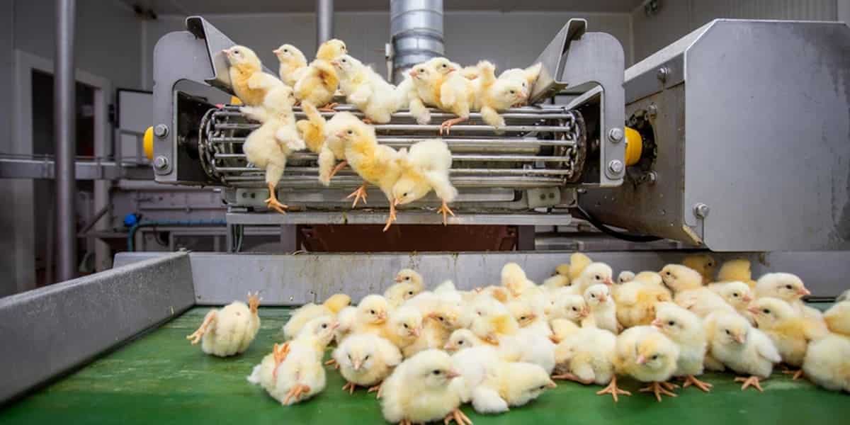 Día Mundial Pollo 2025