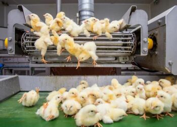 Día Mundial Pollo 2025