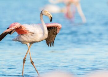 Doñana flamencos crías jabalíes