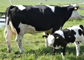 'lavado verde' de la macroexplotación de 3.000 vacas lecheras