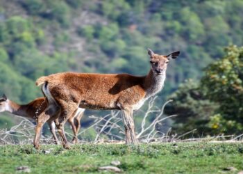 Ecologistas piden aumentar la protección y vigilancia ante la caza furtiva de ciervas con crías