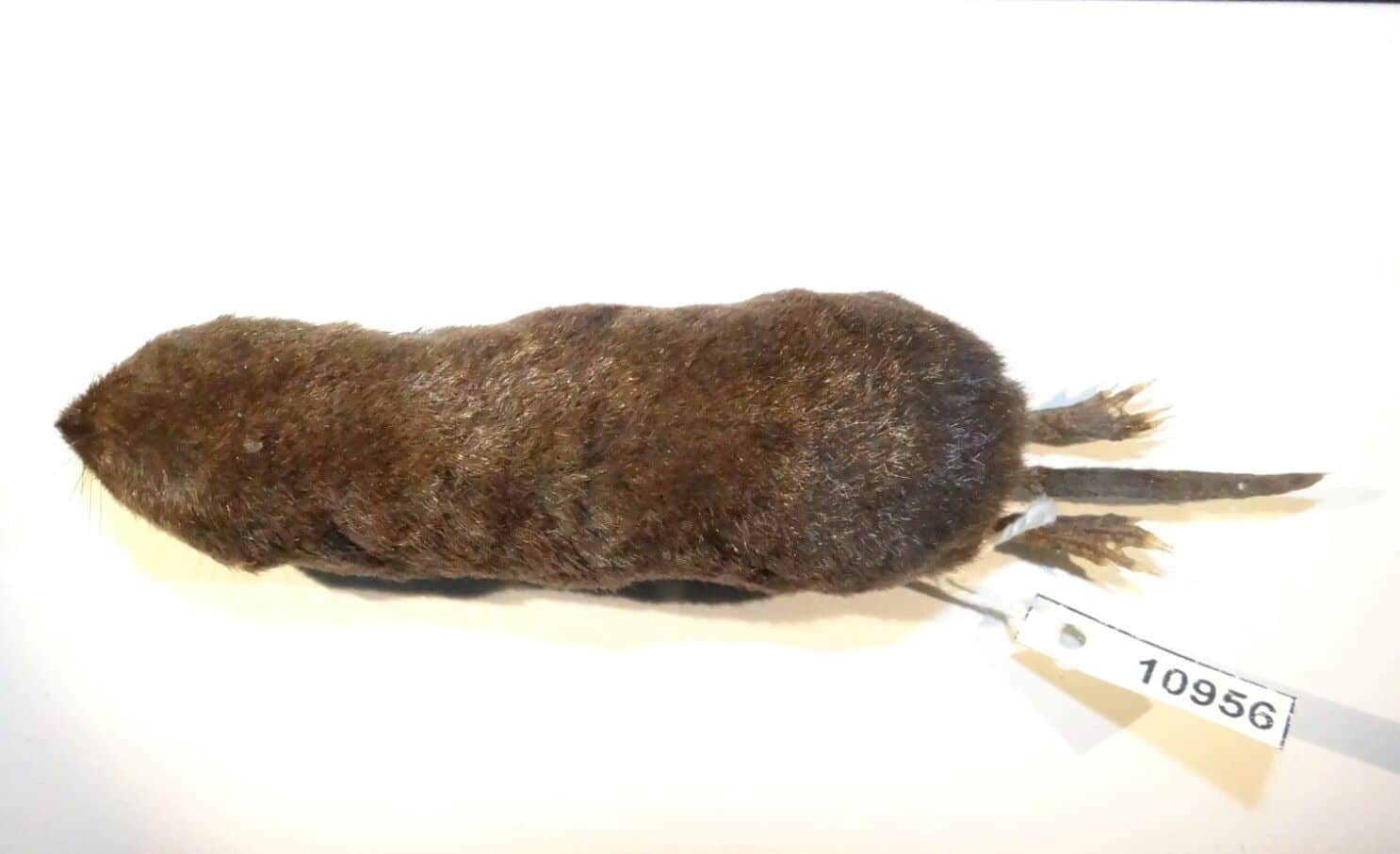 Ecuador nueva especie musaraña