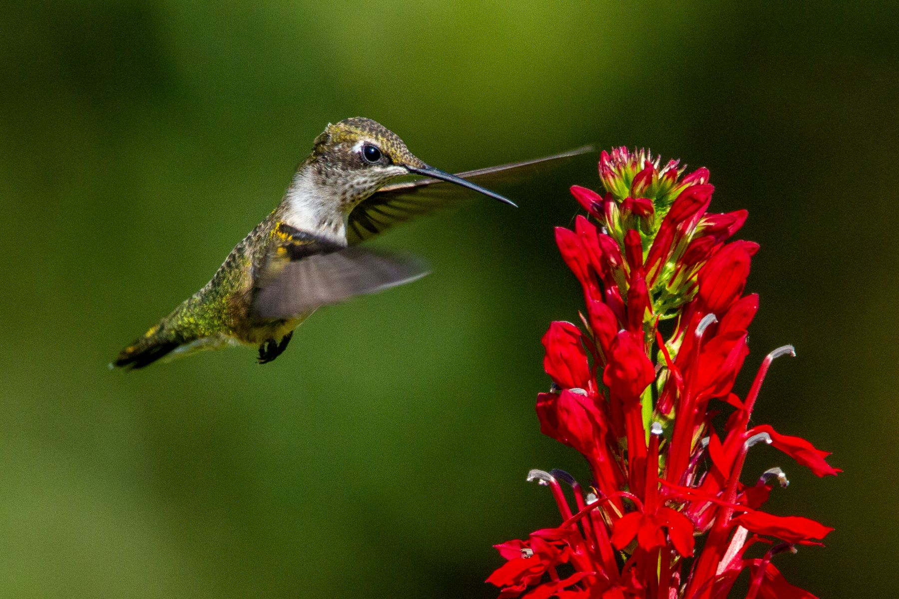 Ecuador pico colibríes deforestación