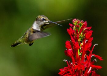 Ecuador pico colibríes deforestación