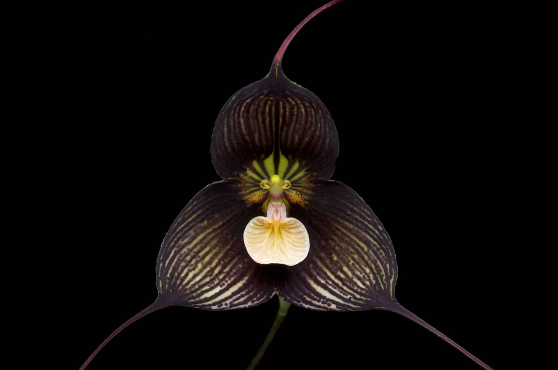 Ecuador protección Reserva Drácula orquídeas minería ilegal