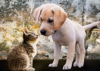 animales abandonados refugios chip