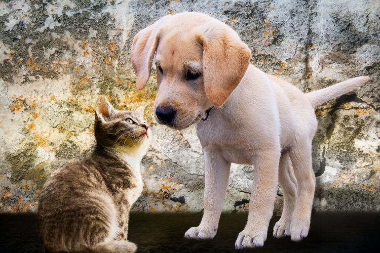 animales abandonados refugios chip