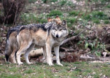 Defensor Pueblo PACMA lobo